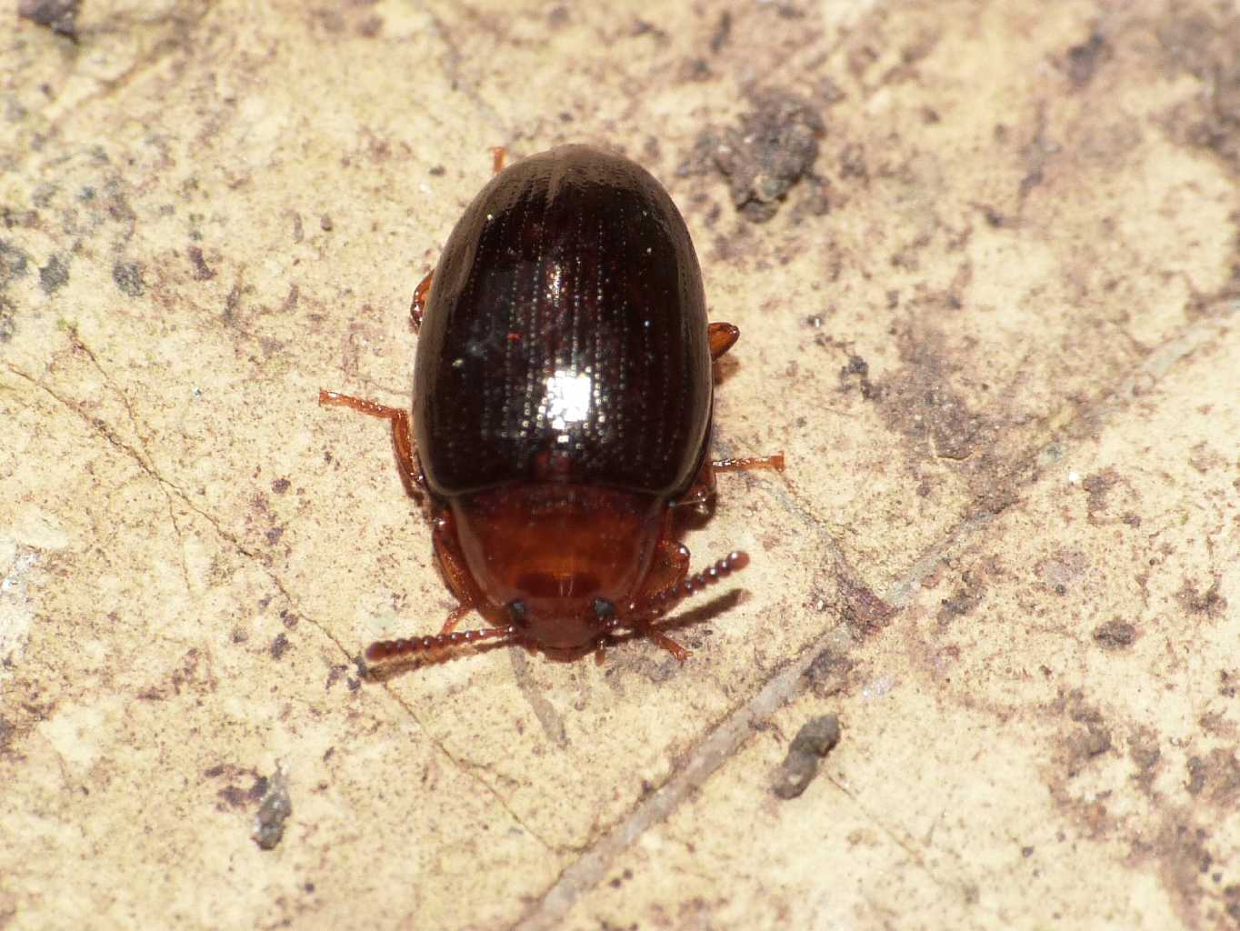 Chrysomelidae? No. Tenebrionidae: Scaphidema metallicum